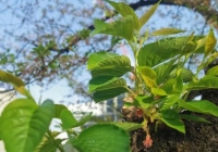 想去日本读研考雅思还是考托福？
