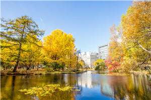 日本大学校园